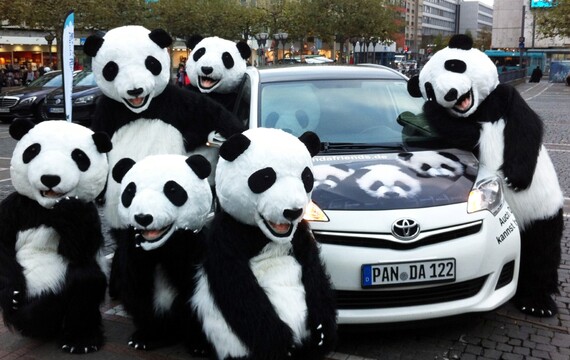 chengdu-2-pandabears.jpg